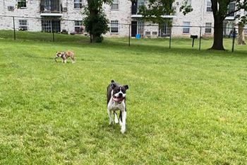 Dog park